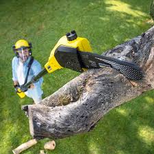 Best Tree Health Inspection  in Fort Pierce North, FL