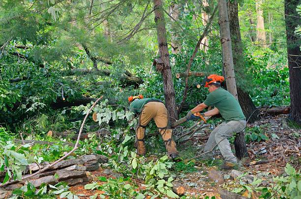 Best Emergency Tree Removal  in Fort Pierce North, FL