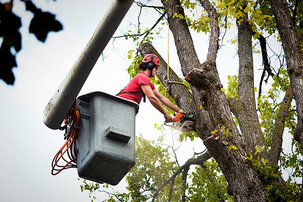 Best Palm Tree Trimming  in Fort Pierce North, FL